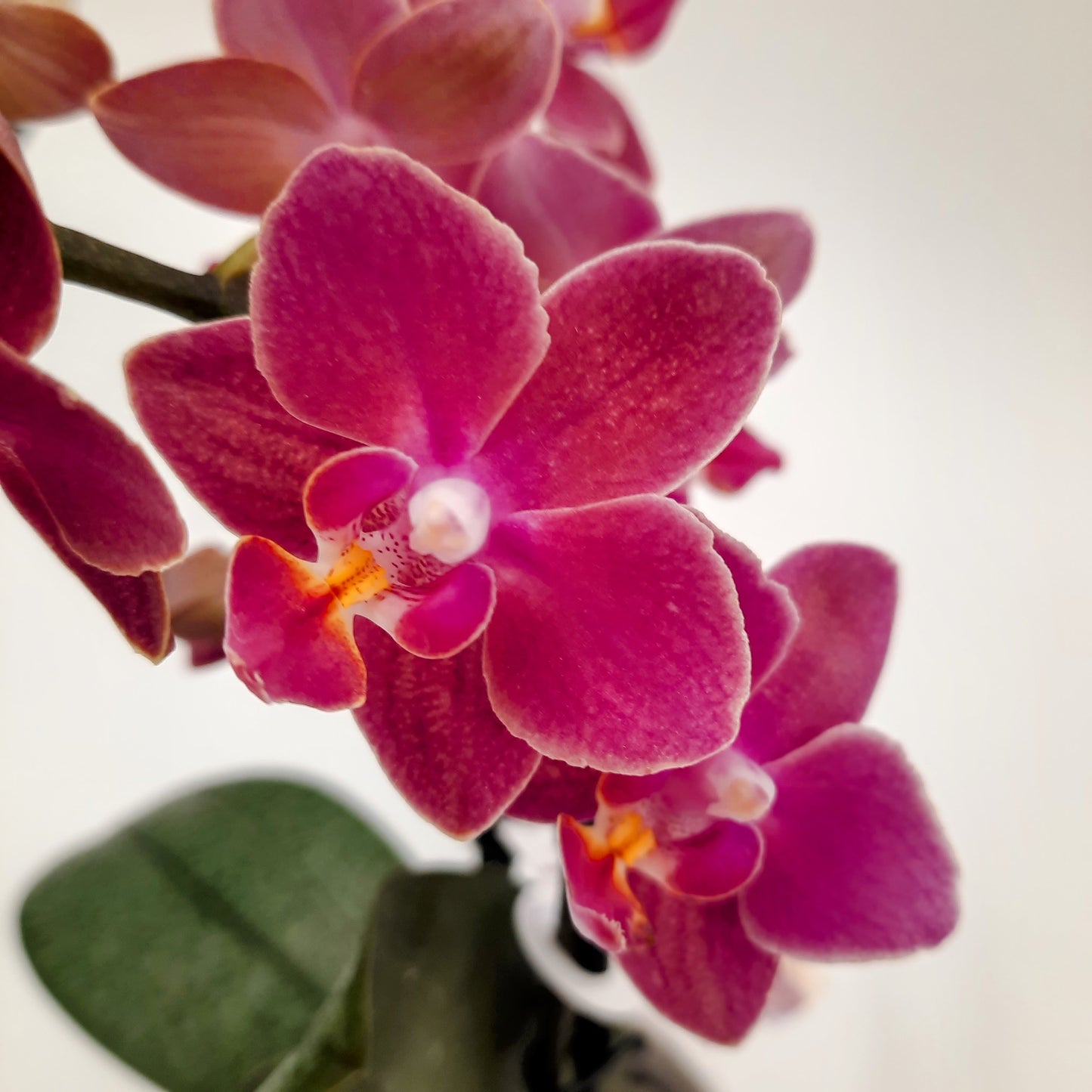 Mini Orchid & Candle Gift Set ~ Both Scented!