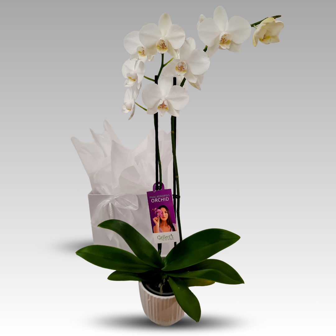 White Phalaenopsis Orchid